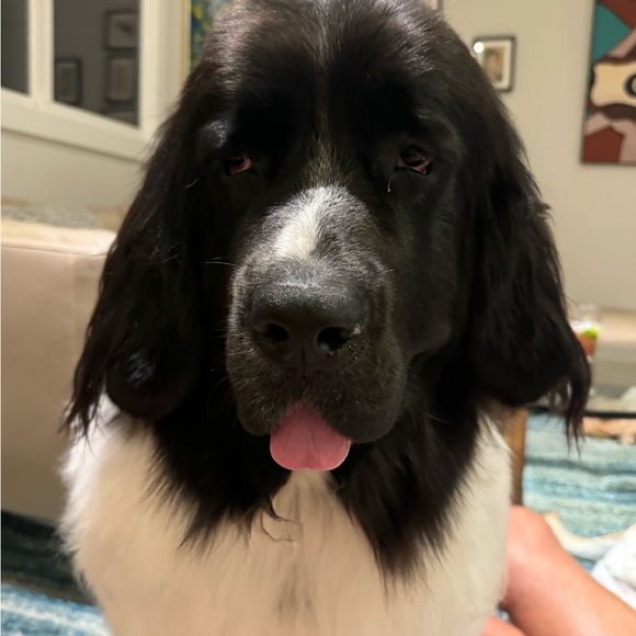 Meet your Posher, Campbell - Picture 5 of 7